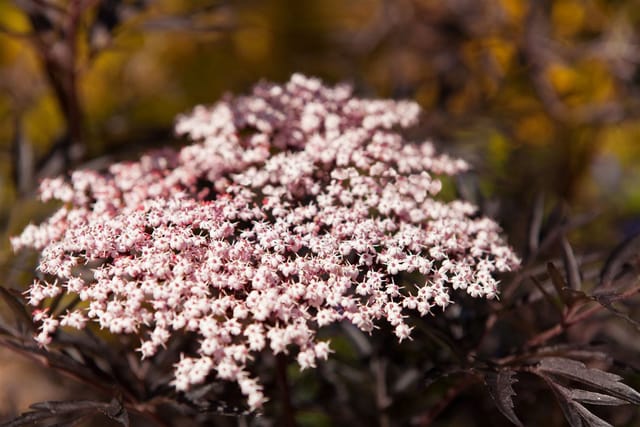 Sambucus Nigra Black Lace Schwarzer Holunder Dunkelrot 40–60 cm