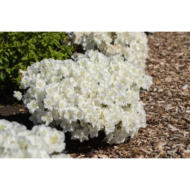 Rhododendron Obtusum Maischnee Weiß 15–20 cm