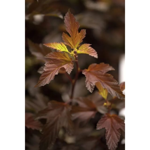 Physocarpus Opulifolius Diable Dor Fasanenspiere 60–80 cm Rotlaubig