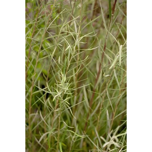 Salix Rosmarinifolia Rosmarin-Weide Silbrig-Grau 40–60 cm