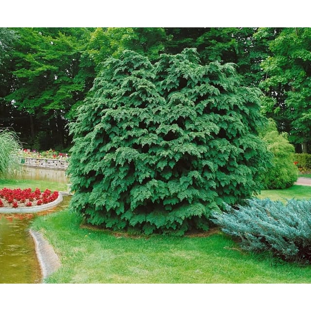 Chamaecyparis Lawsoniana Nidiformis Scheinzypresse 80 cm Stammhöhe