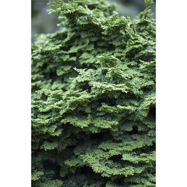 Chamaecyparis Obtusa Kosteri Hinoki-Scheinzypresse 40 cm Stammhöhe