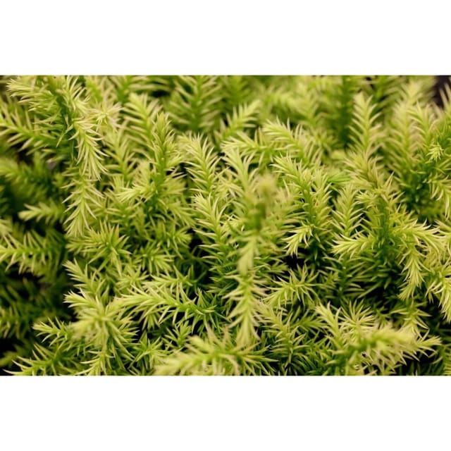 Cryptomeria Japonica Vilmorin Gold Japanische Sicheltanne Goldgelb 20–25 cm