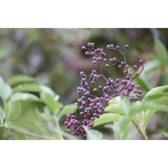 Sambucus Nigra Schwarzer Holunder 40–60 cm