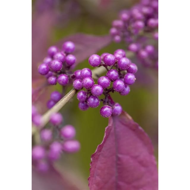 Callicarpa Bodinieri Giraldii Schönfrucht Lila Beeren 30–40 cm