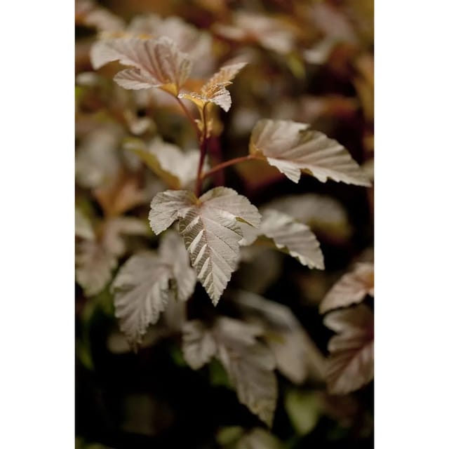 Physocarpus Opulifolius Lady In Red Fasanenspiere Rotlaubig 60–80 cm