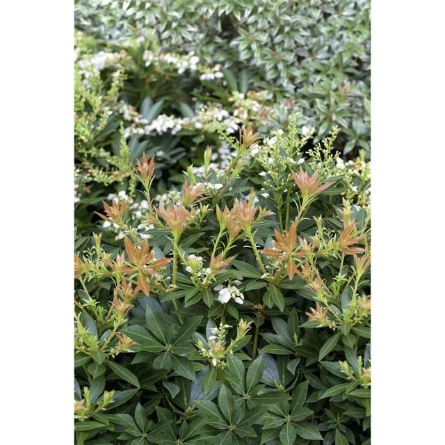 Pieris Japonica Prelude Japanische Lavendelheide 30–40 cm