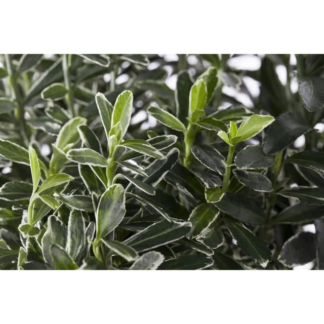 Euonymus Japonicus Microphyllus Variegata Buntlaubig Ca. 9x9 cm Topf