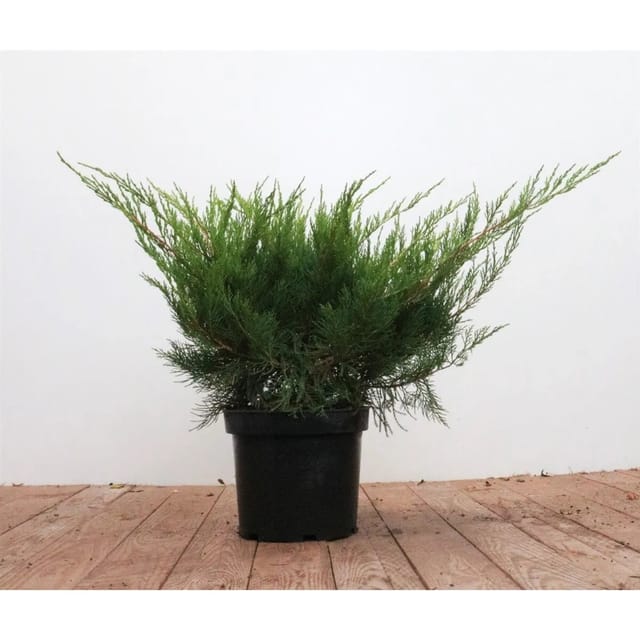 Juniperus Pfitzeriana Mint Julep Wacholder 30–40 cm