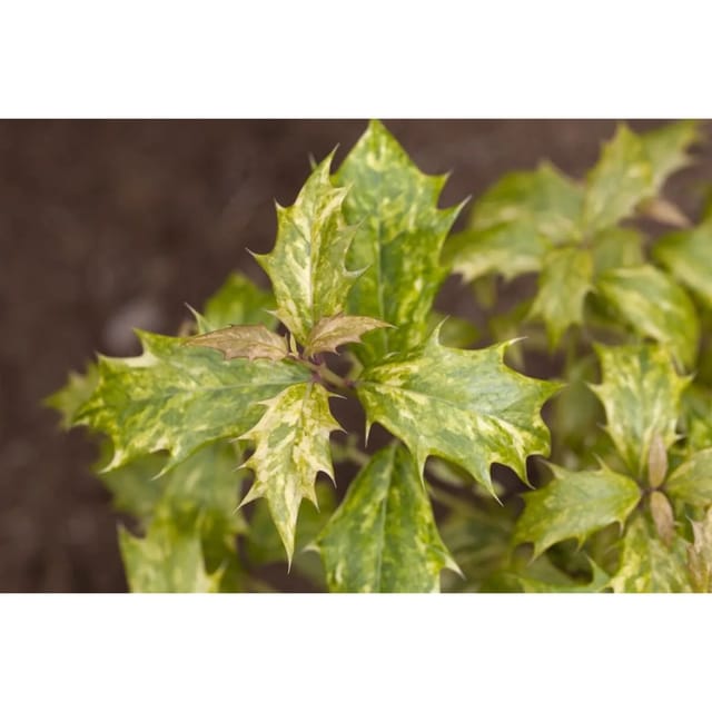 Osmanthus Heterophyllus Tricolor Duftblüte Buntes Laub 20–25 cm