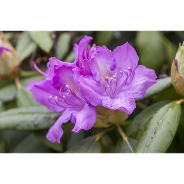 Rhododendron Hybr. Catawbiense Boursault Lila Blüten 120–140 cm