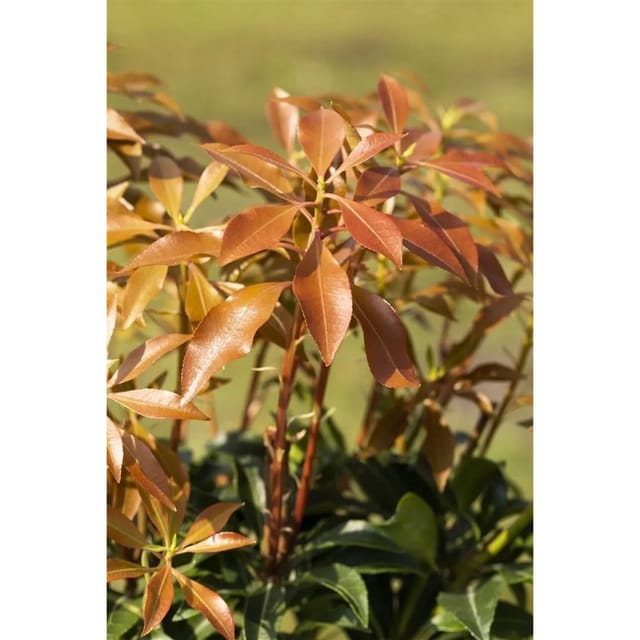 Pieris Japonica Mountain Fire Japanische Lavendelheide 30–40 cm