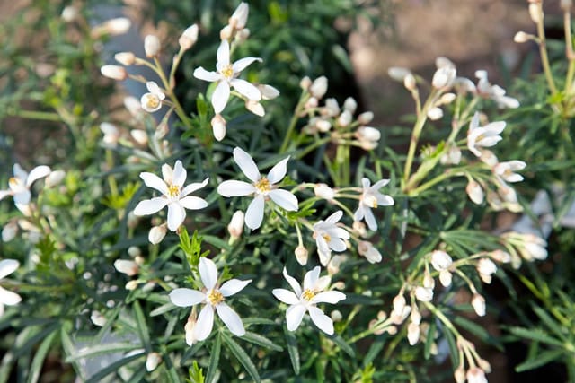 Choisya Ternata White Dazzler Orangenblume Weiß 40–60 cm