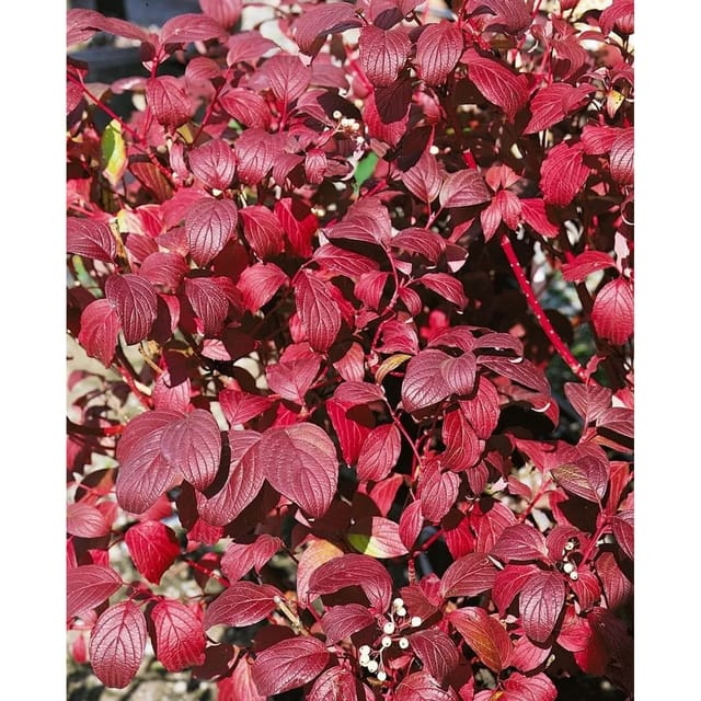 Cornus Alba Baton Rouge Hartriegel Leuchtend Rot 60–100 cm