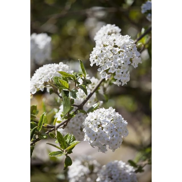 Viburnum Burkwoodii Duft-Schneeball Immergrün 60–80 cm