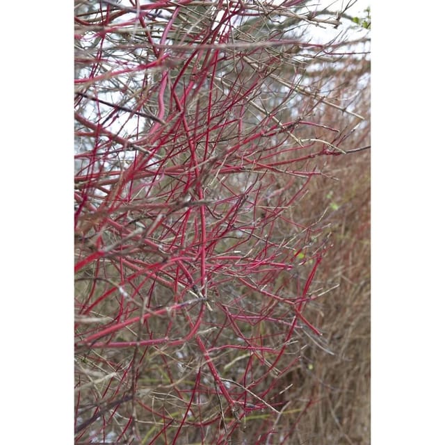 Cornus Alba Sibirica Hartriegel Leuchtend Rot 40–60 cm