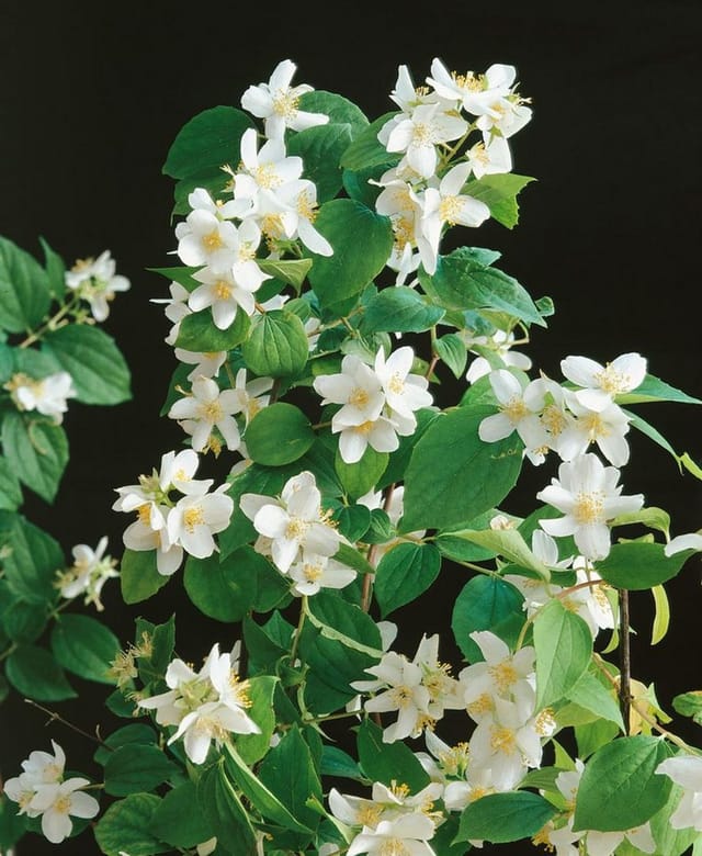 Philadelphus Dame Blanche Duftjasmin Weiß 40–60 cm
