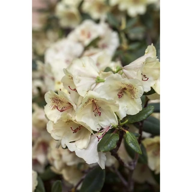 Rhododendron Hybr. Viscy Immergrün Rosa Blüten 80–90 cm