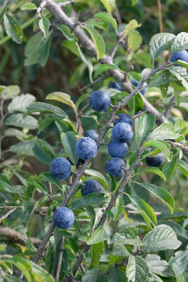 Prunus Spinosa Schlehdorn 40–60 cm Dornig Heimisch