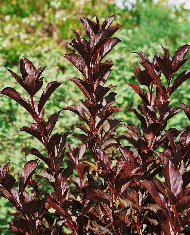 Weigela Florida Alexandra Weigelie Dunkelrosa 40–60 cm