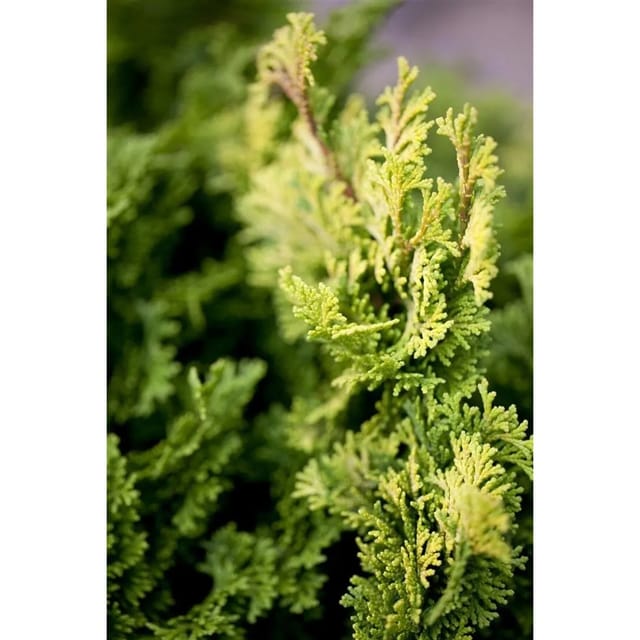 Chamaecyparis Obtusa Aurora Hinoki-Scheinzypresse 15–20 cm