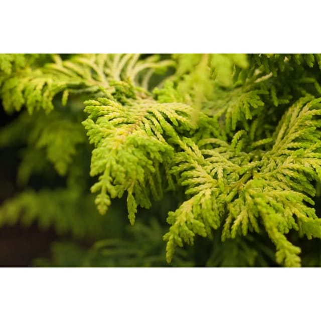 Chamaecyparis Obtusa Fernspray Gold Gelbgrün 15–20 cm