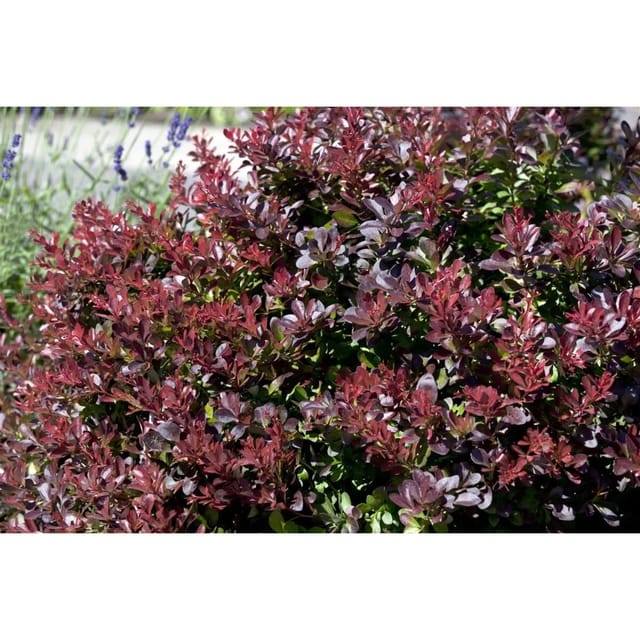 Berberis Thunbergii Concorde Blutberberitze Kompakt 15–20 cm