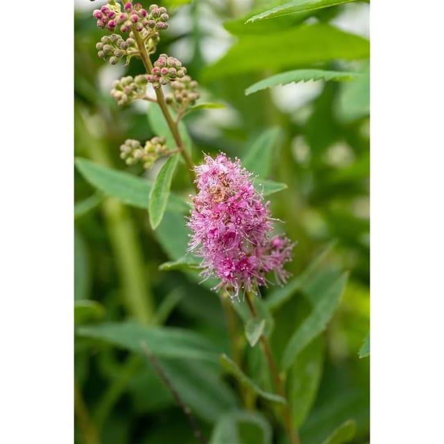 Spiraea Billardii Triumphans Prachtspiere Rosa Blüten 60–100 cm