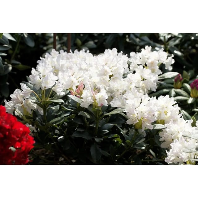 Rhododendron Cunninghams White Weiß 100–120 cm Inkarho