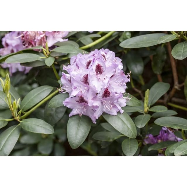 Rhododendron Hybr. Humboldt Rhododendron Rosa Blüten 90–100 cm