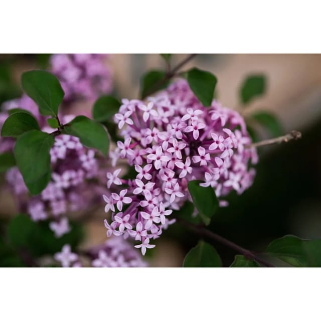 Syringa Meyeri Red Pixie Zwergflieder Rosa Blüten 40–60 cm