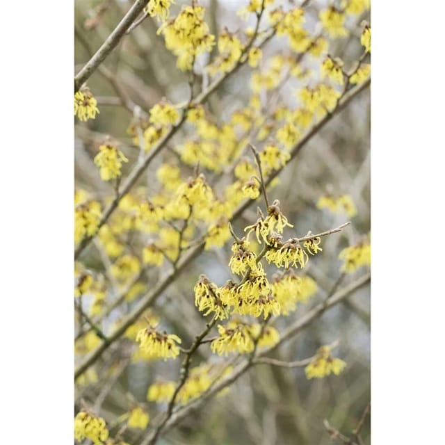 Hamamelis Intermedia Arnold Promise Zaubernuss Gelb 60–80 cm