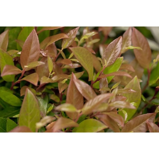 Leucothoe Walteri Zeblid Traubenheide Rot-Grün 25–30 cm