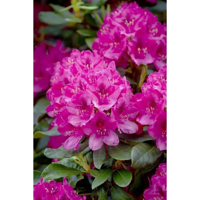 Rhododendron Nova Zembla Inkarho Rot 40–50 cm
