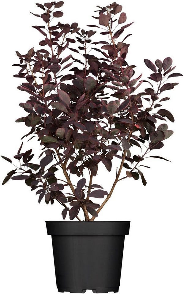 Cotinus Coggygria Royal Purple Perückenstrauch Purpurrot 40–60 cm