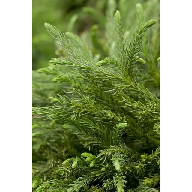 Cryptomeria Japonica Dinger Japanische Sicheltanne 15–20 cm