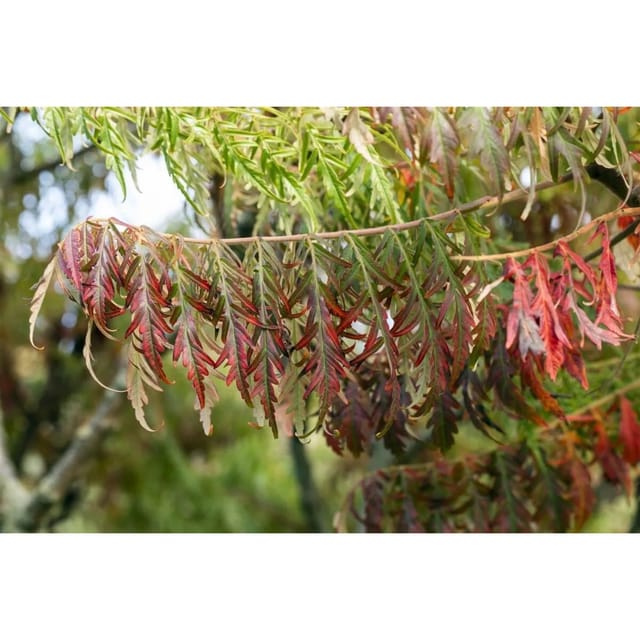 Rhus Typhina Tiger Eyes Essigbaum Gelbgrün 40–60 cm