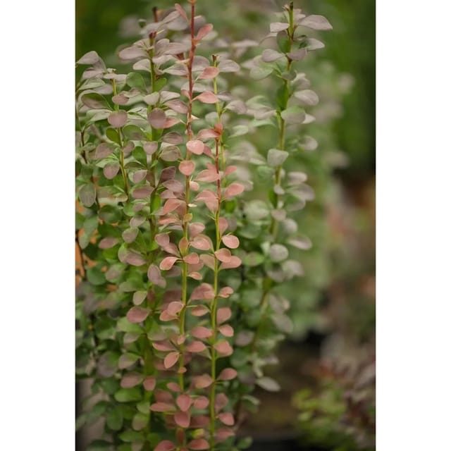 Berberis Thunbergii Helmond Pillar Säulen-Berberitze Rot 25–30 cm
