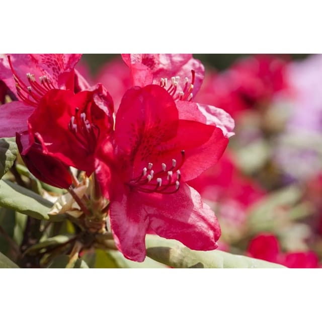 Rhododendron Hybr. Hachm. Feuerschein Rot 80–90 cm Inkarho