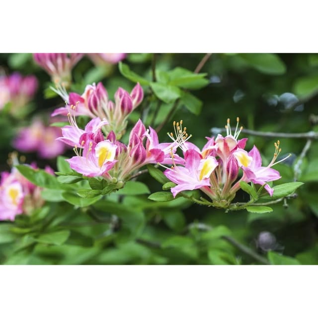 Rhododendron Luteum Soir De Paris Gelb 40–50 cm