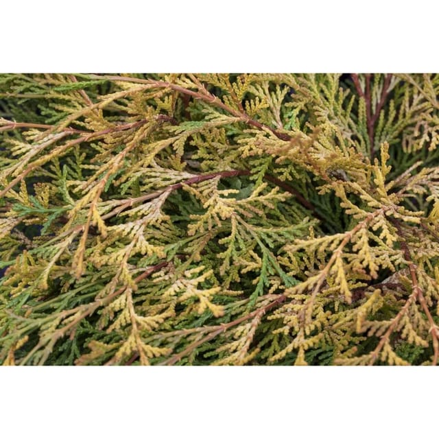 Chamaecyparis Obtusa Kamarachiba Gelbgrün 15–20 cm
