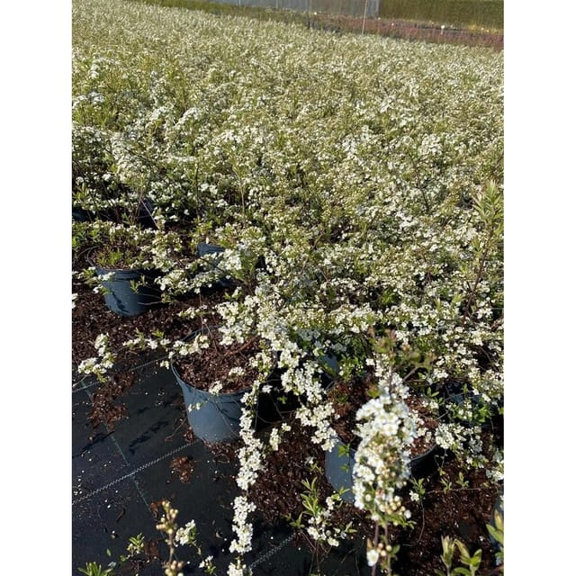 Spiraea Cinerea Grefsheim Asch-Spiere Weiß 40–60 cm