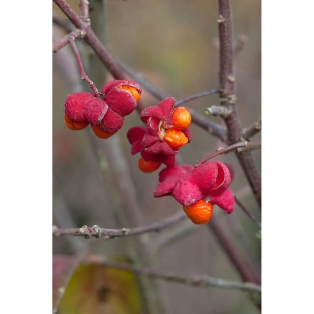Euonymus Europaeus Pfaffenhütchen 125–150 cm