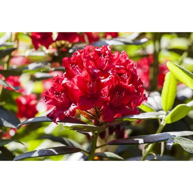 Rhododendron Hybr. Vulcan Inkarho Leuchtend Rot 40–50 cm
