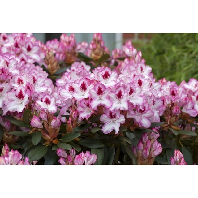 Rhododendron Hybr. Hachmanns Charmant Rosa Blüten 80–90 cm