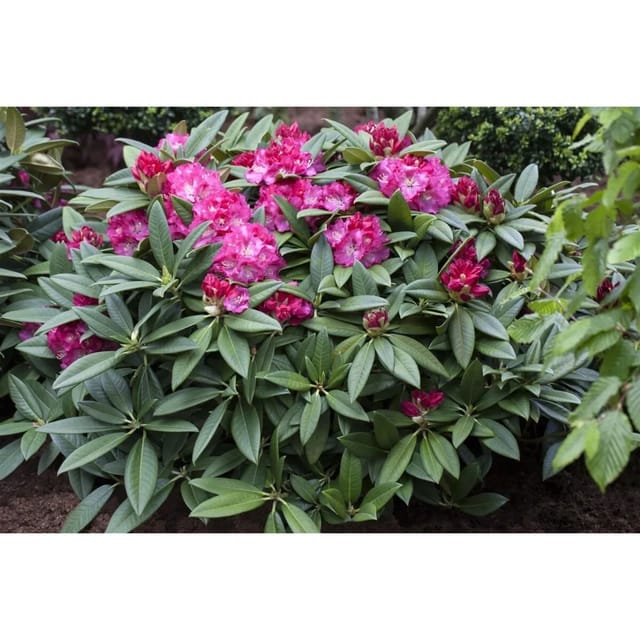 Rhododendron Hybr. Berliner Liebe Rosa Blüten 160–180 cm
