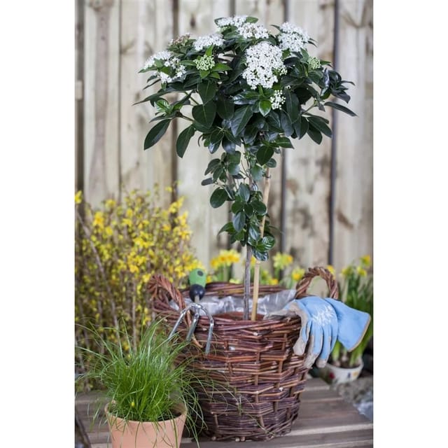 Viburnum Tinus Lorbeer-Schneeball Immergrün 60–80 cm