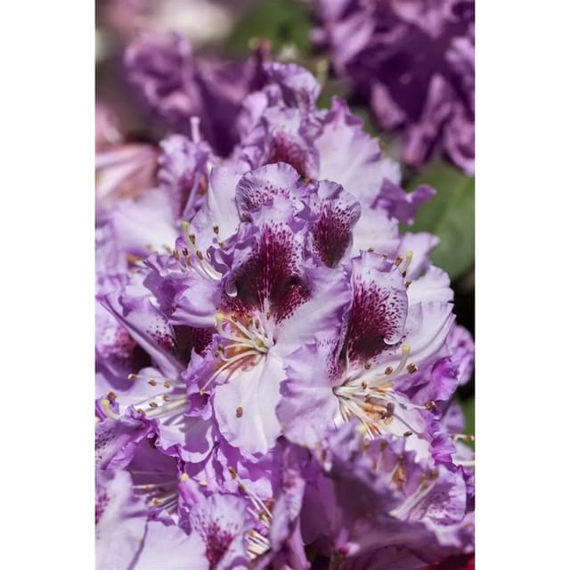 Rhododendron Hybr. Pfauenauge Inkarho Lila-Weiß 90–100 cm