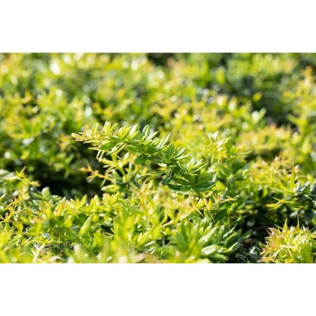 Berberis Candidula Immergrüne Berberitze 30–40 cm
