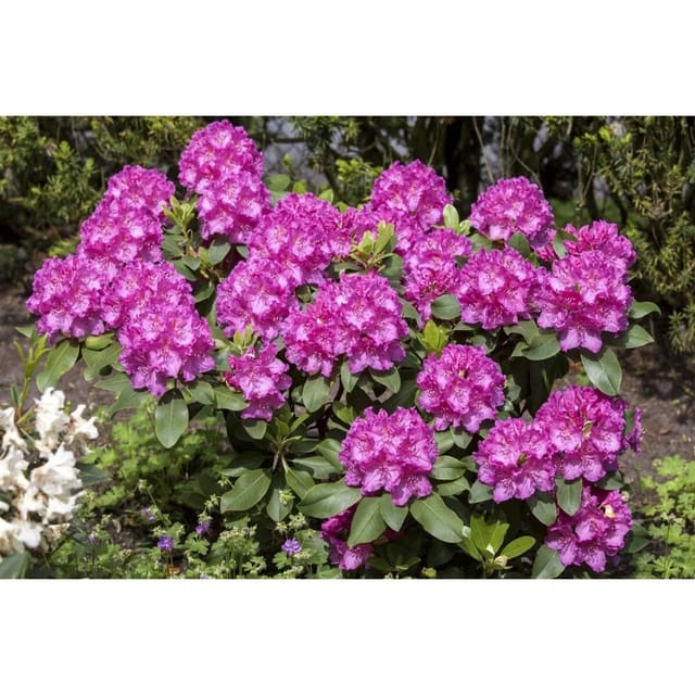 Rhododendron Hybr. Claudine Rosa Blüten 60–70 cm